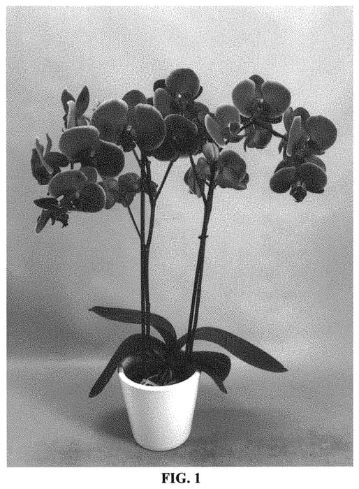 Figure 1 of US plant patent PP34519, the photograph of PHA393573 printed in the patent.