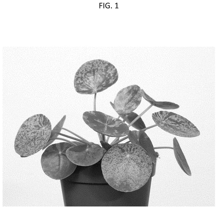 Figure 1 of US plant patent PP34520, the photograph of MOSPILMOJ printed in the patent.