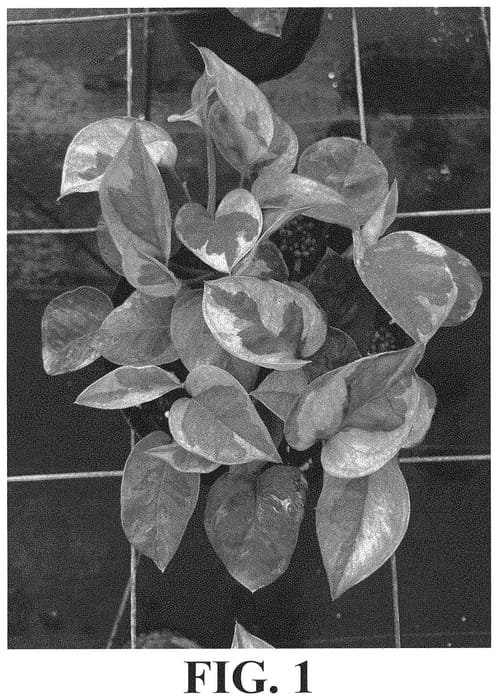 Figure 1 of US plant patent PP34521, the photograph of Lemon Meringue printed in the patent.