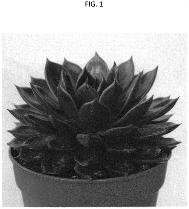 Figure 1 of US plant patent PP34522, the photograph of AMIECH2101 printed in the patent.