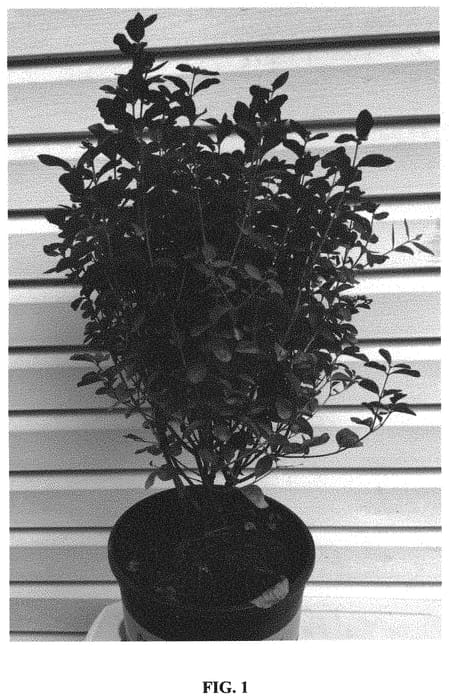 Figure 1 of US plant patent PP34523, the photograph of KOLMAMOGO printed in the patent.
