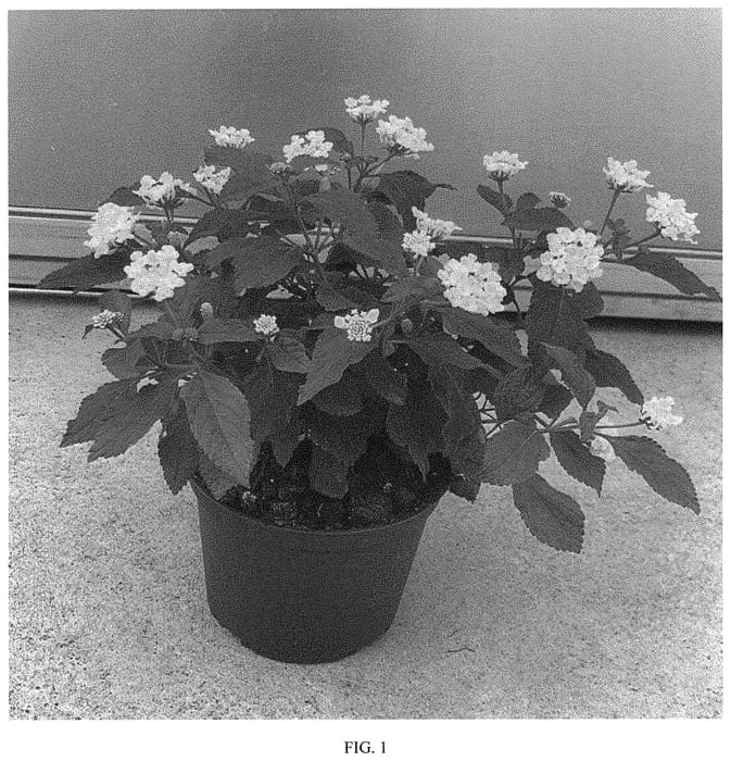 Figure 1 of US plant patent PP34524, the photograph of SAILAN002 printed in the patent.