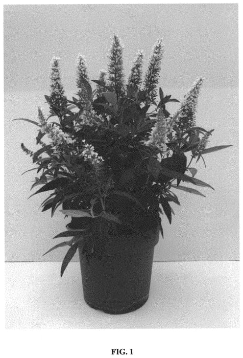Figure 1 of US plant patent PP34525, the photograph of BOTEX 003 printed in the patent.