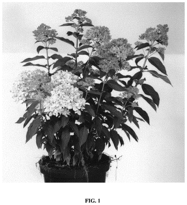 Figure 1 of US plant patent PP34526, the photograph of Bee Green printed in the patent.