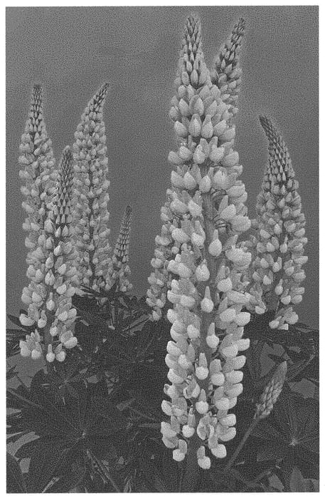 Figure 1 of US plant patent PP34527, the photograph of ET LPN 802 printed in the patent.