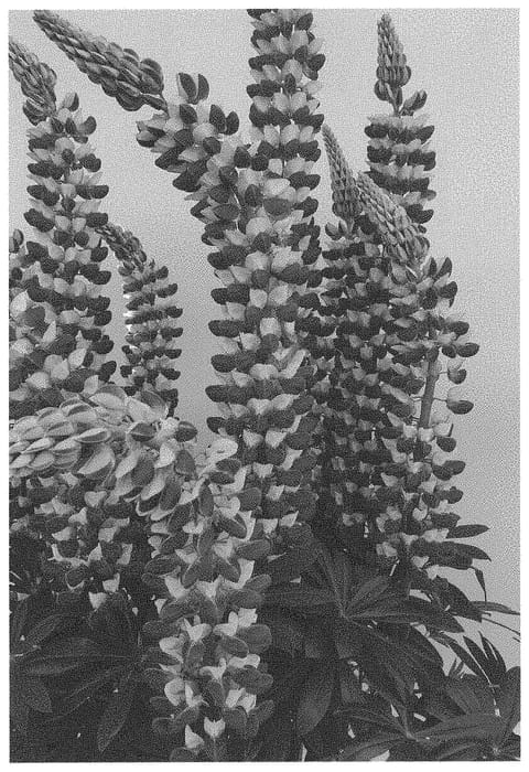 Figure 1 of US plant patent PP34528, the photograph of ET LPN 815 printed in the patent.