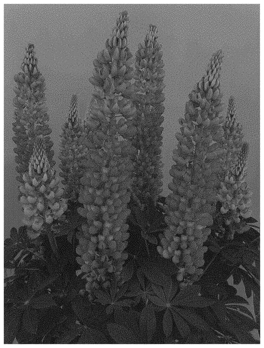 Figure 1 of US plant patent PP34529, the photograph of ET LPN 709 printed in the patent.