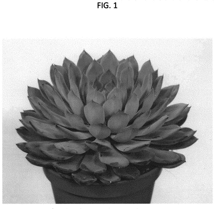 Figure 1 of US plant patent PP34530, the photograph of OVPEARLS14 printed in the patent.