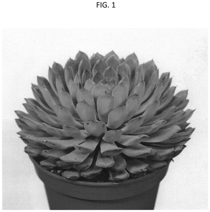 Figure 1 of US plant patent PP34531, the photograph of OVPEARLS12 printed in the patent.