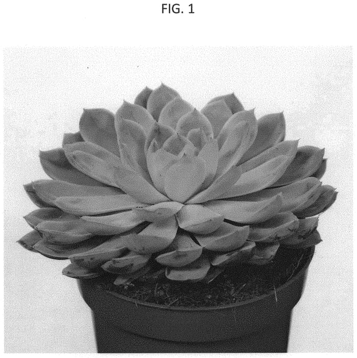 Figure 1 of US plant patent PP34532, the photograph of OVPEARLS11 printed in the patent.