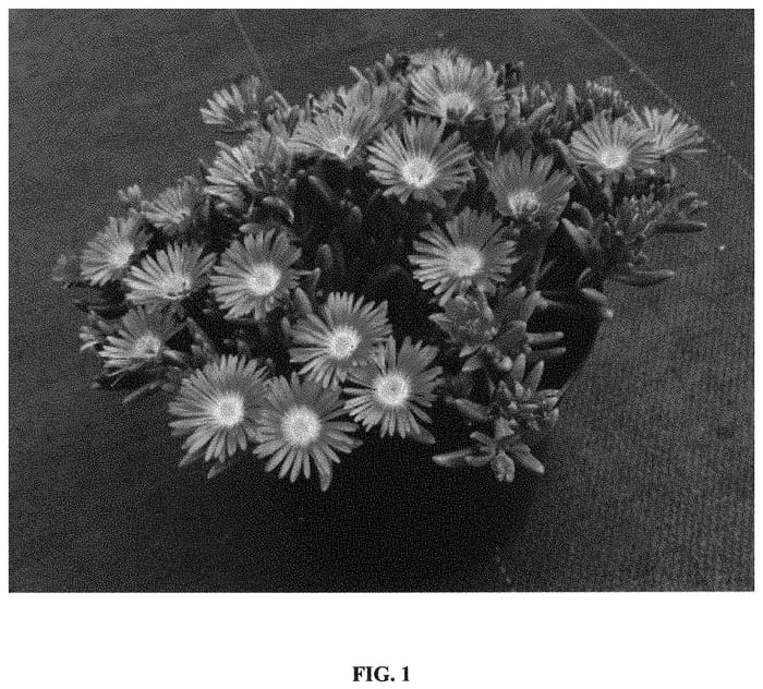 Figure 1 of US plant patent PP34533, the photograph of W1813 printed in the patent.