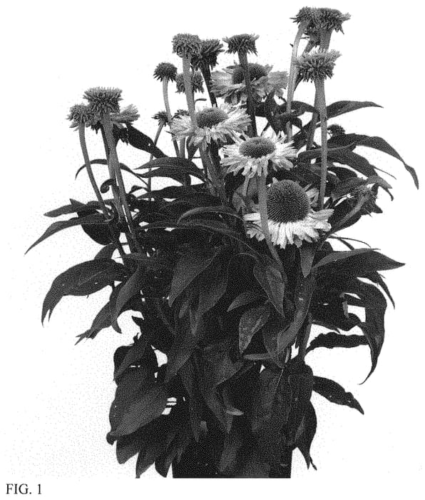 Figure 1 of US plant patent PP34534, the photograph of IFECSSAG printed in the patent.