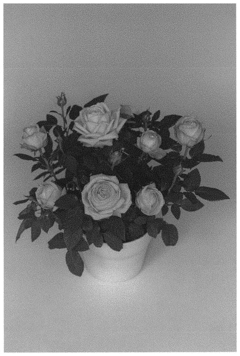 Figure 1 of US plant patent PP34535, the photograph of KORpot109 printed in the patent.