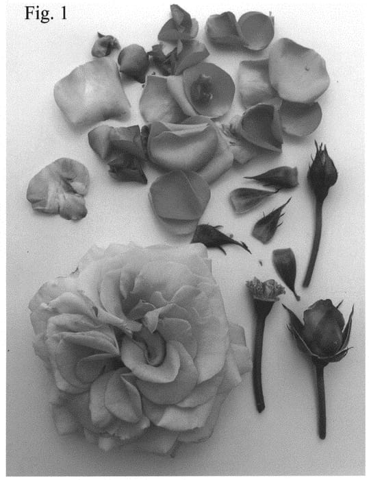 Figure 1 of US plant patent PP34536, the photograph of Poulpal090 printed in the patent.