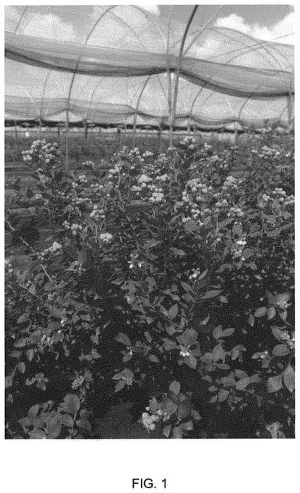 Figure 1 of US plant patent PP34537, the photograph of FCM14-031 printed in the patent.