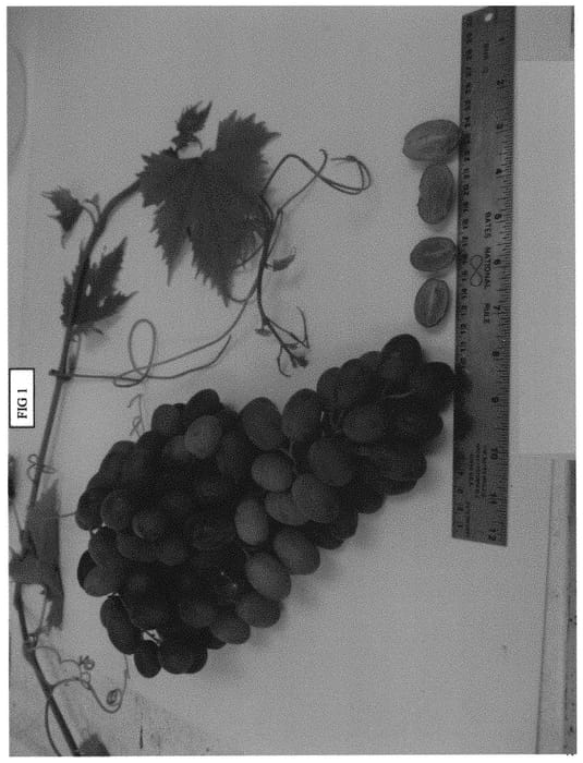 Figure 1 of US plant patent PP34538, the photograph of SV28-100-202 printed in the patent.