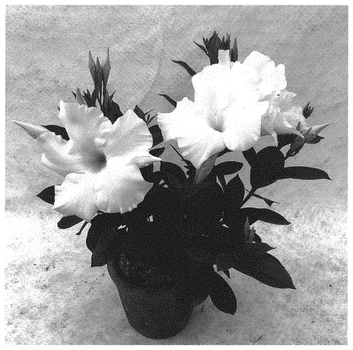 Figure 1 of US plant patent PP34539, the photograph of QD18 printed in the patent.