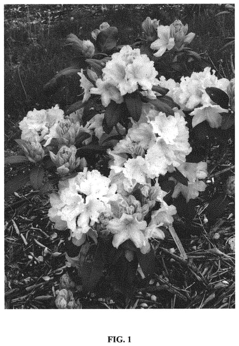Figure 1 of US plant patent PP34540, the photograph of HoldenRhodo213 printed in the patent.
