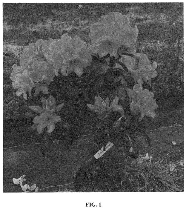 Figure 1 of US plant patent PP34541, the photograph of HoldenRhodo212 printed in the patent.