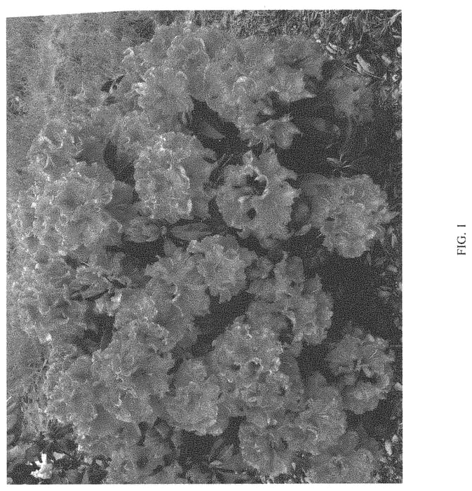Figure 1 of US plant patent PP34542, the photograph of HoldenRhodo214 printed in the patent.