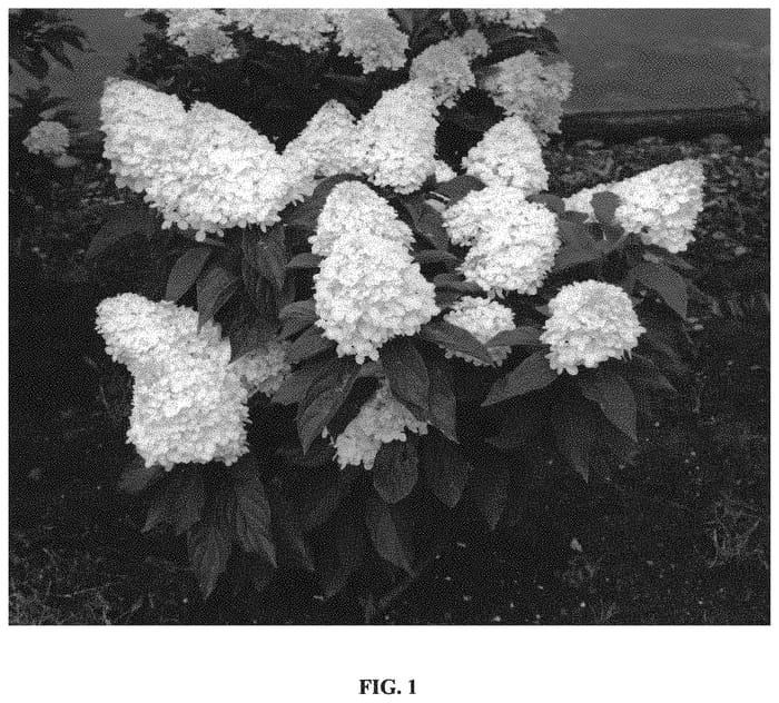 Figure 1 of US plant patent PP34543, the photograph of Bokopiav printed in the patent.