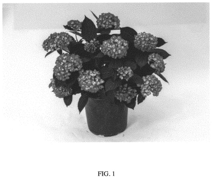 Figure 1 of US plant patent PP34544, the photograph of Bailmacseven printed in the patent.