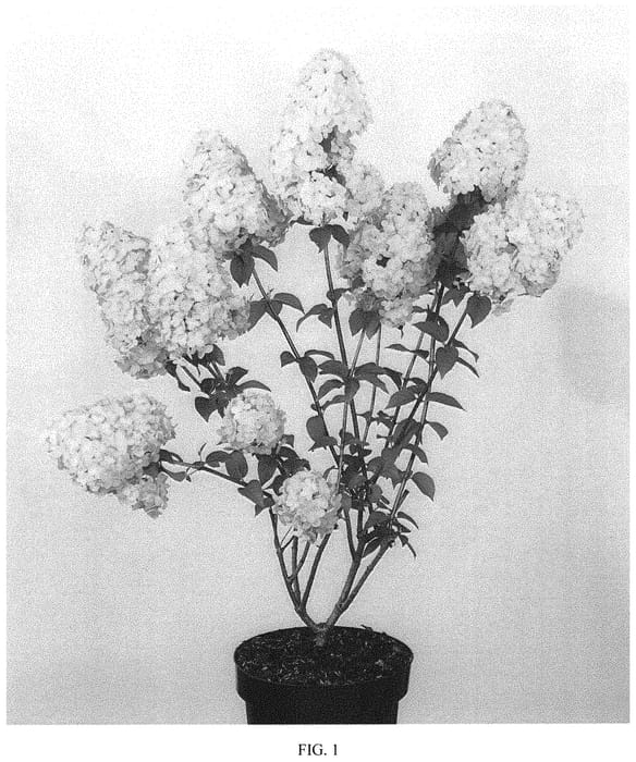 Figure 1 of US plant patent PP34545, the photograph of COUHARIE printed in the patent.