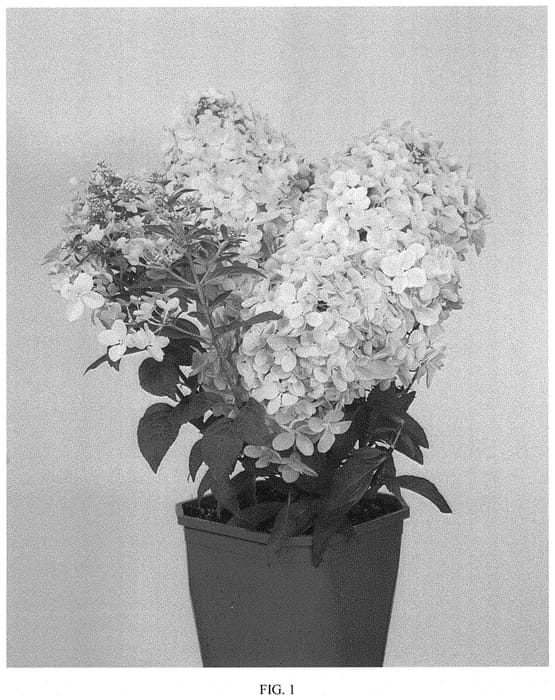 Figure 1 of US plant patent PP34546, the photograph of COUSTAR02 printed in the patent.
