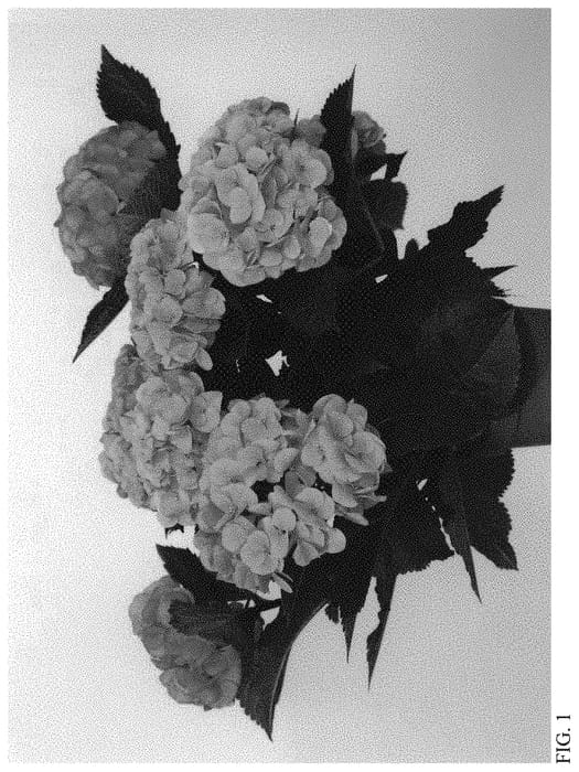 Figure 1 of US plant patent PP34547, the photograph of HISHA printed in the patent.