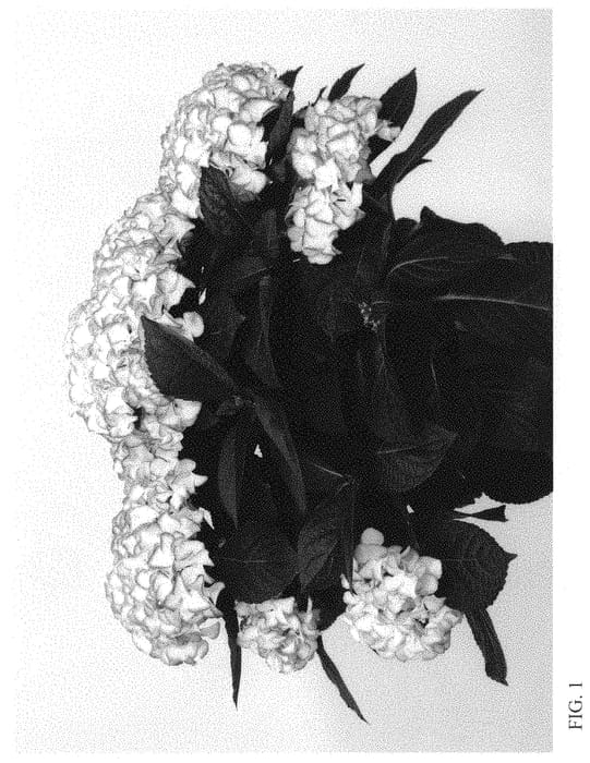 Figure 1 of US plant patent PP34548, the photograph of HIMOO printed in the patent.