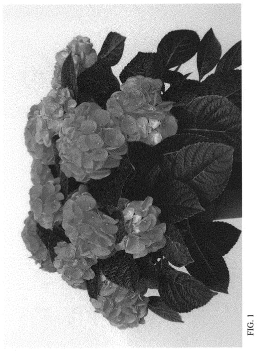 Figure 1 of US plant patent PP34549, the photograph of HIMEA printed in the patent.