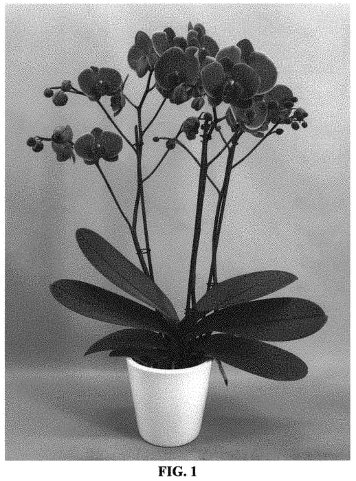 Figure 1 of US plant patent PP34550, the photograph of PHA329719 printed in the patent.