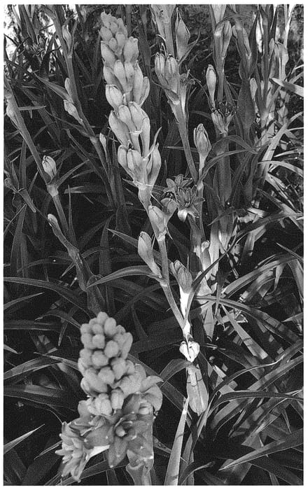 Figure 1 of US plant patent PP34551, the photograph of NCYU Cherry printed in the patent.