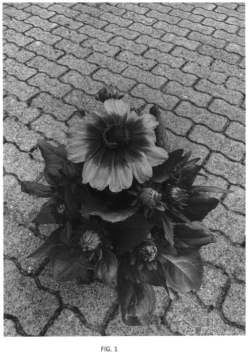 Figure 1 of US plant patent PP34552, the photograph of BullRudi 15 printed in the patent.