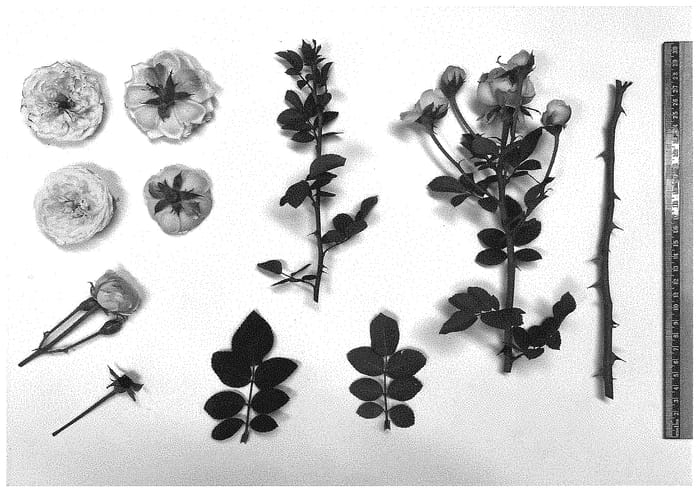 Figure 1 of US plant patent PP34553, the photograph of Vanilla Vixen printed in the patent.