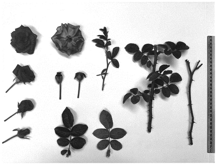 Figure 1 of US plant patent PP34554, the photograph of Femme Fatale printed in the patent.