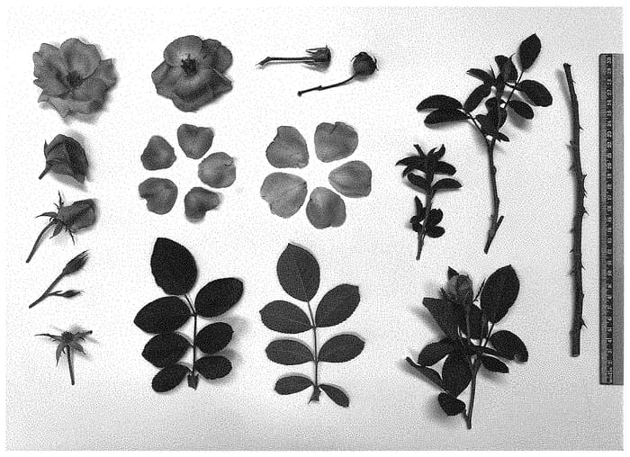 Figure 1 of US plant patent PP34555, the photograph of 1000 Wishes printed in the patent.