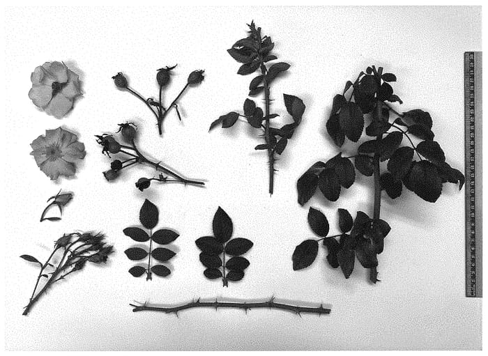 Figure 1 of US plant patent PP34556, the photograph of Always Hope printed in the patent.