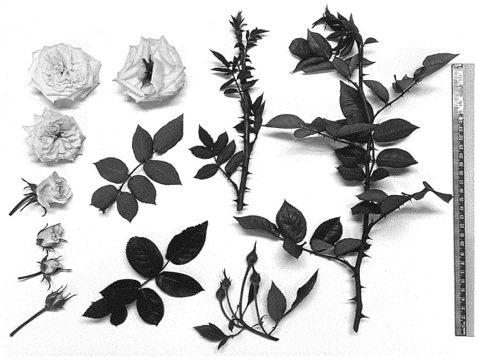 Figure 1 of US plant patent PP34557, the photograph of Heavenly Ascent printed in the patent.