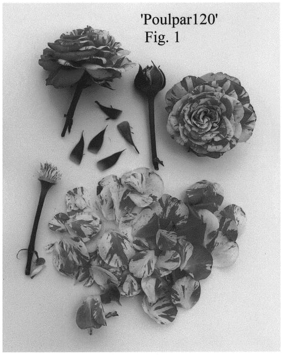 Figure 1 of US plant patent PP34558, the photograph of Poulpar120 printed in the patent.