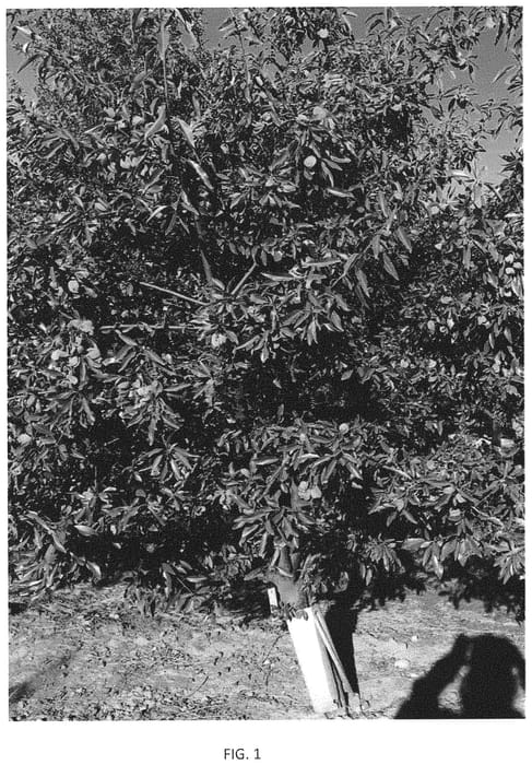 Figure 1 of US plant patent PP34559, the photograph of I-3-67 printed in the patent.