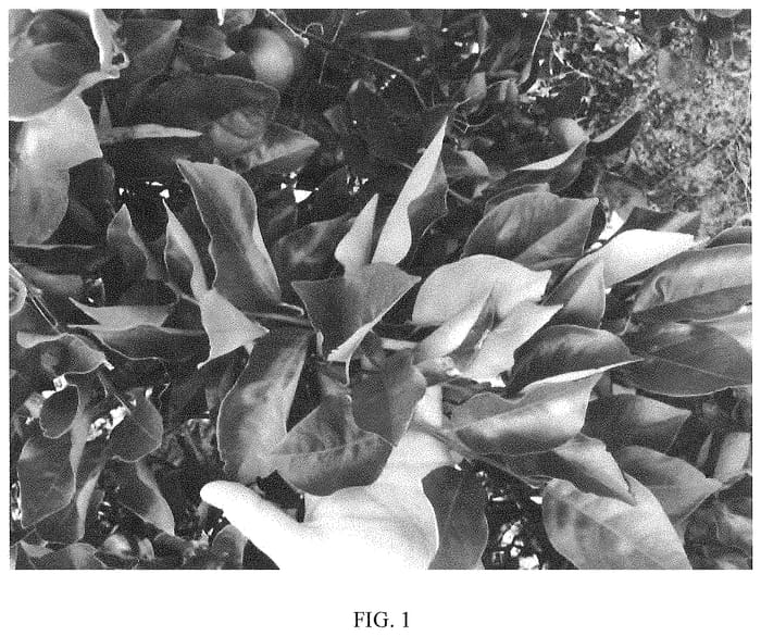 Figure 1 of US plant patent PP34560, the photograph of Noah printed in the patent.