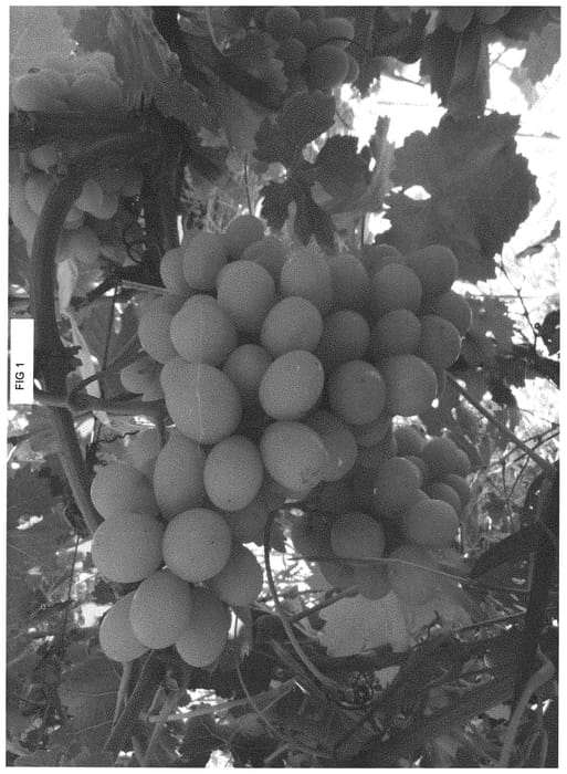 Figure 1 of US plant patent PP34561, the photograph of SV34-150-338 printed in the patent.