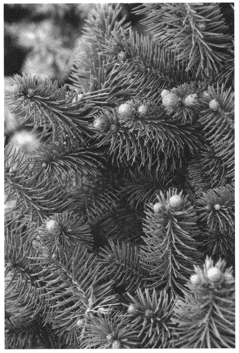 Figure 1 of US plant patent PP34562, the photograph of MonEva printed in the patent.