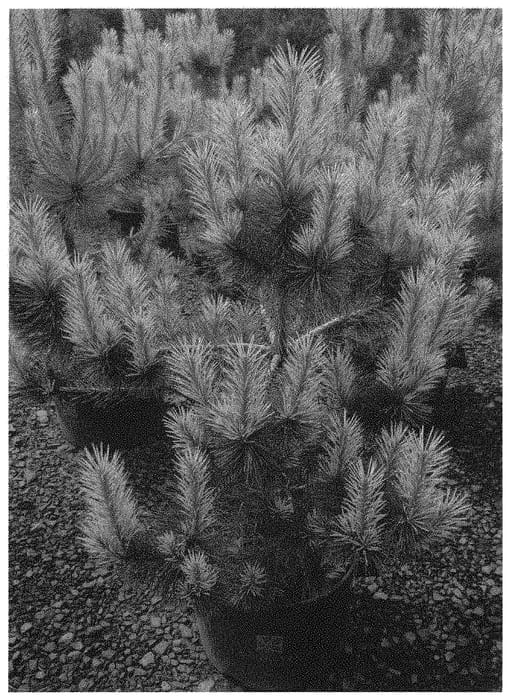 Figure 1 of US plant patent PP34563, the photograph of MONMEL printed in the patent.