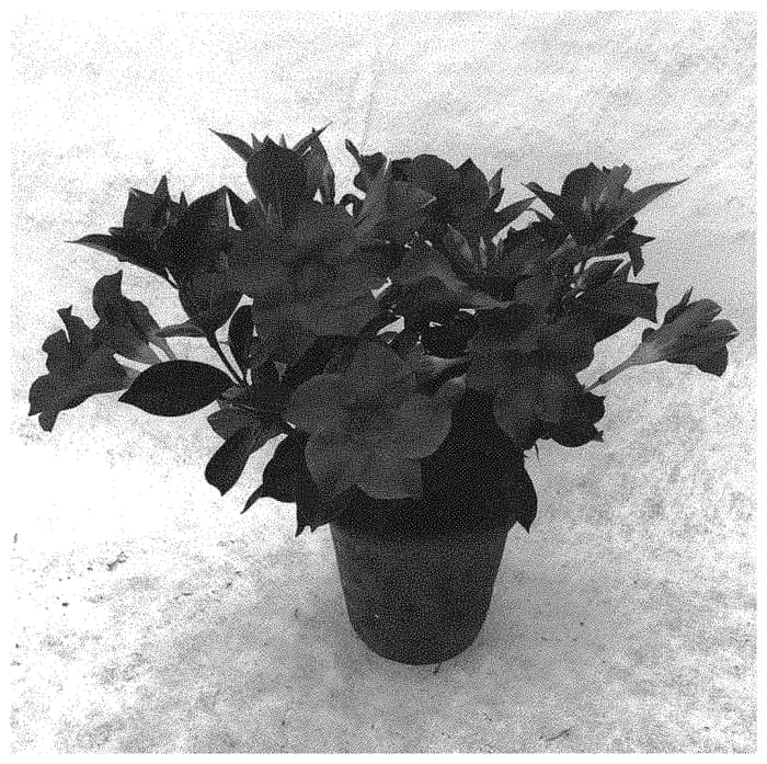 Figure 1 of US plant patent PP34564, the photograph of QD20 printed in the patent.