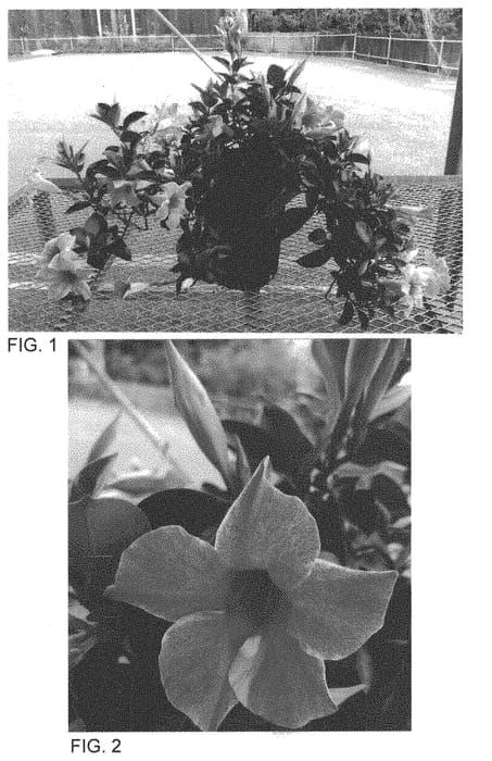 Figure 1 of US plant patent PP34565, the photograph of Sunpa 201 printed in the patent.