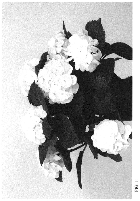 Figure 1 of US plant patent PP34566, the photograph of HIICE printed in the patent.