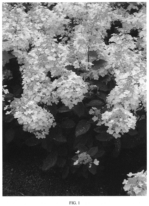 Figure 1 of US plant patent PP34567, the photograph of LISSJUDY printed in the patent.