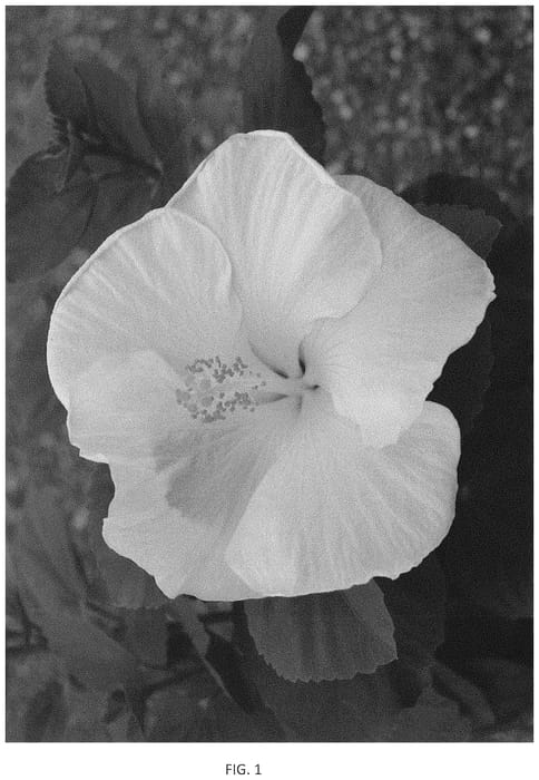 Figure 1 of US plant patent PP34568, the photograph of JBG AH-09 printed in the patent.